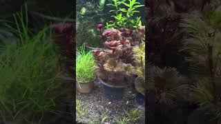 Cabomba furcata  tanaman aquascape [upl. by Gladys]