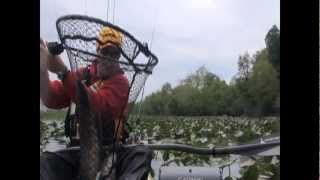 Mattawoman Creek Snakeheads [upl. by Anola]