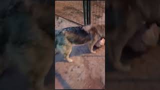 Mi Perrita Regalona Llamada Osita Jugando En El Patio De Mi Casa A La Pelota Del Fútbol En El Patio [upl. by Eecal]