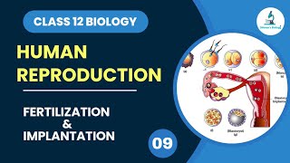 Fertilization and Implantation  Cleavage  Human Reproduction  Class 12 Biology  Dhimansbiology [upl. by Crutcher53]