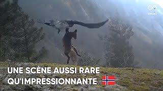 Un aigle royal s’empare d’une dépouille de renard avant de s’envoler avec [upl. by Rebekah]