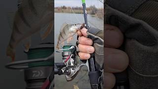 Клюнул красавчик ОКУНЬ fishing спиннинг рыбалка окунь джиг спорт class [upl. by Yur]