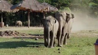 When an elephant herd meet with the tractor driver  ElephantNews [upl. by Braunstein]