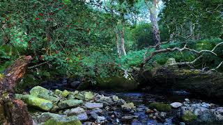 Ancient Tree Resting by a Babbling Brook [upl. by Elimaj292]