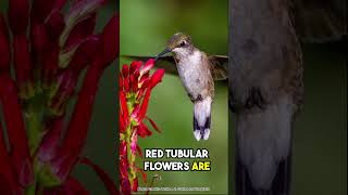 Brilliant Red Hummingbird Magnet Cardinal Flower [upl. by Yvi]