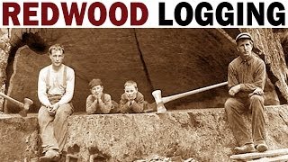 Redwood Logging  1946  Documentary on the Giant Redwood Lumber Industry in California [upl. by Alphonse]