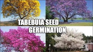 tabebuia seed germination [upl. by Belayneh928]