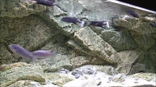 ARSTONE Rocky Aquarium Background 120 x 50 cm in African cichlid tank  Rocky Rückwand mit Cichliden [upl. by Aidin227]