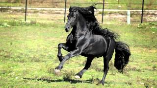 WORLD FAMOUS FRIESIAN STALLION [upl. by Cigam]