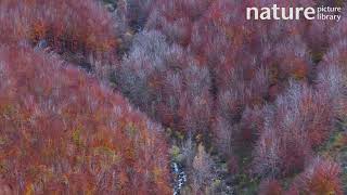 Drone shot of a deciduous forest and a river running through the valley Spain November [upl. by Aicnarf]