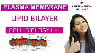 Lipid Bilayer Part 1Cell Biology L IPlasma membrane Types of lipid in membraneAsymmetry [upl. by Hegyera]