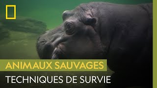 Comment survivre à une attaque dhippopotame [upl. by Reni104]