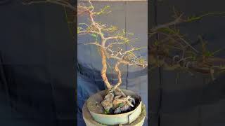 tamarindus indica bonsai asam Jawa bonsai petanibonsai petani gardening tamarind [upl. by Haggi521]