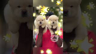 Show quality Chow chow pair available pets muralipet puppy doglover [upl. by Danie878]