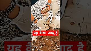 Baddhi goat farming funny trendingviralvideo short youtubeshorts goatmom comedy [upl. by Aihseyk]