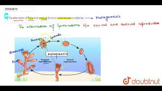 The alternation of Polyp and medusa forms in coelenterates is called as [upl. by Dianna49]