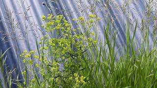 LEAFY SPURGE Euphorbia esula [upl. by Hutchinson]