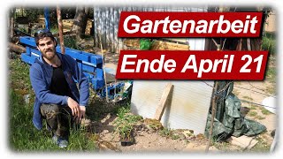 Gartenarbeit April  Erdbeeren pflanzen Beerensträucher pflegen und mehr [upl. by Lemieux]