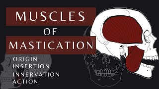 Muscles of Mastication  Gross Anatomy and Physiology Masseter  shorts anatomyphysiology [upl. by Onaimad295]