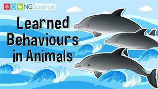 Learned Behaviours in Animals [upl. by Jolda]