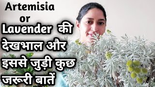 Lavender plant careलैवेंडर की देखभाल और इससे जुड़ी कुछ जरूरी बातेंArtemisia or Lavender plant care [upl. by Grishilde]