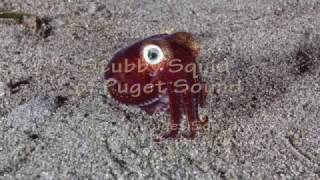 Stubby Squid of Puget Sound [upl. by Seleta]