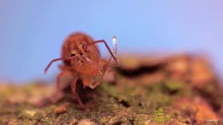 Globular Springtails demonstrating their collophore [upl. by Thanos]