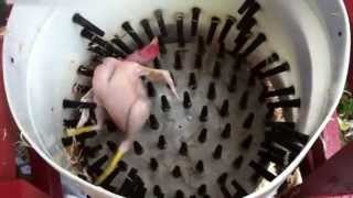 How to pluck a chicken in 14 seconds  Homemade Whizbang Chicken Plucker [upl. by Hbaruas934]