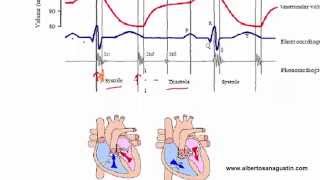 Auscultación Cardíaca 3 ECG y Ciclo Cardíaco [upl. by Lebiram]