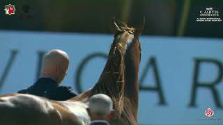 N 204 KHATTAF ALBIDAYER Al Shiraa International Arabian Horse Show 2024 Colts 3 Years Old Sectio [upl. by Stein43]