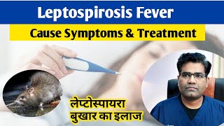 Leptospira Infection Cause Symptoms and Treatment in hindi  Leptospirosis  Fever [upl. by Ragan]