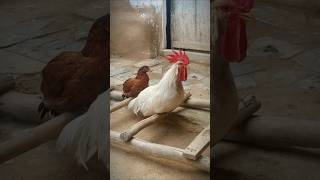 Rooster Crowing 🐓📢🤩 S04E06 shorts [upl. by Petta]