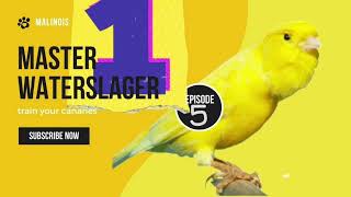 Malinois Waterslager Canary Training Song Master episode 5 وتر سلاجر [upl. by Ailina]