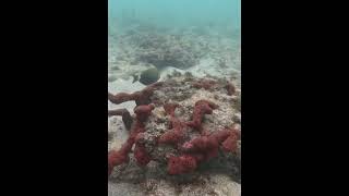 Surgeonfish nibbles among the coral🪸🐟🤿amazingfish scubalove scubadivingislife shorts diving [upl. by Eidob689]