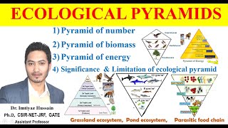 Ecological Pyramids Pyramid of number biomass and energy trophiclevel Significance amp Limitations [upl. by Yelserp]