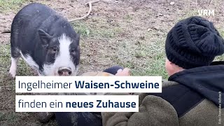 Ingelheimer WaisenSchweine finden ein neues Zuhause [upl. by Adniralc]