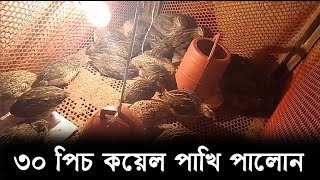 কোয়েল পাখি পালন  খাঁচায় কোয়েল পালন পদ্ধতি  khachi koyel Pakhi palon II koyel Pakhi Rajshahi [upl. by Dolan292]