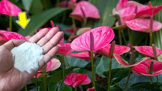 Sprinkle 1 Spoon Anthurium Grows Fast And Blooms Hundreds Of Flowers Immediately [upl. by Atnicaj]