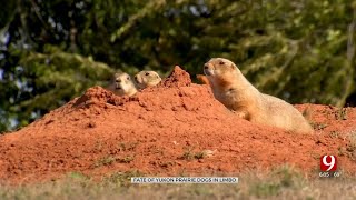 Fate Of Yukon’s Prairie Dog Colony In Limbo [upl. by Borg]