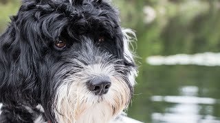 The Amazing Scenting Abilities of Portuguese Water Dogs [upl. by Macmullin]