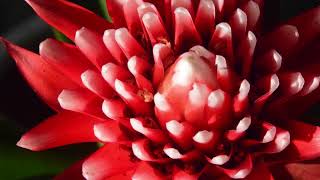 Guzmania Language of Flowers A Visual Symphony [upl. by Floridia813]