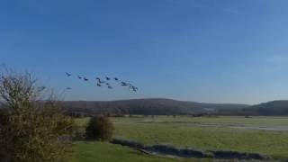 Geese in flight Cuckmere haven [upl. by Yonit]