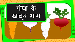 Science  Edible Parts of Plants  Hindi [upl. by Erdnaed812]