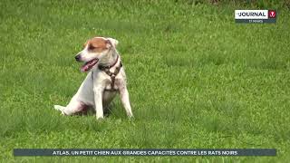 Atlas un petit chien aux grandes capacités contre les rats noirs [upl. by Tades]