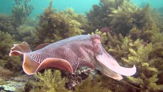 Whyalla Cuttlefish June 2015 [upl. by Ketchan]