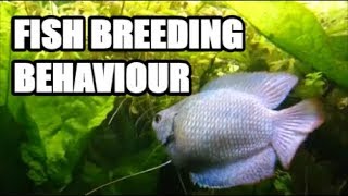 Fish Courtship and Breeding Behaviour  Dwarf gourami [upl. by Ayal]