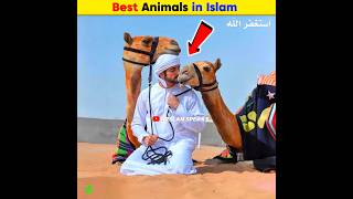 Best Animals in Islam  Arslan Speaks shortsfeed facts amazingfacts arslanspeaks [upl. by Kovacev]