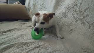 I wonder how long the new toy will quotlivequot Jack Russell Terrier Treisy and Azzuro [upl. by Eppes913]