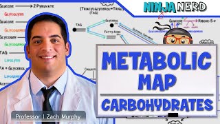 Metabolism  The Metabolic Map Carbohydrates [upl. by Nannarb]