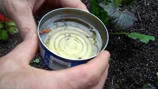 How to stop slugs and earwigs with beer and copper [upl. by Toor]